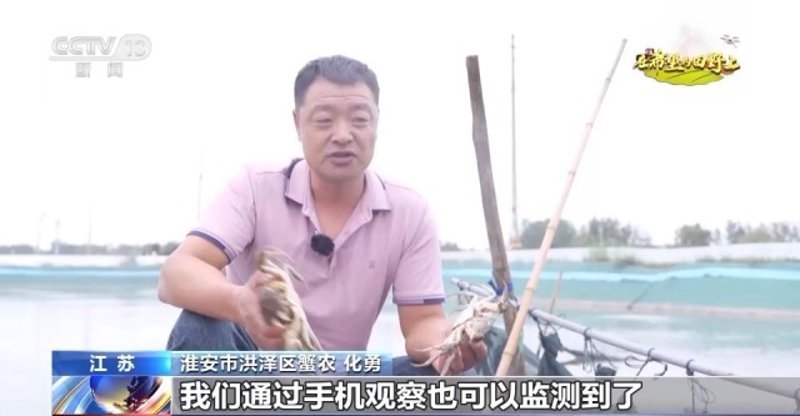选购螃蟹：全面解析养殖螃蟹的挑选技巧