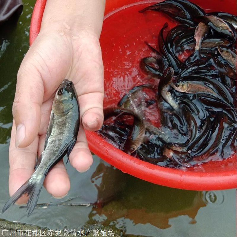鱼苗供应
